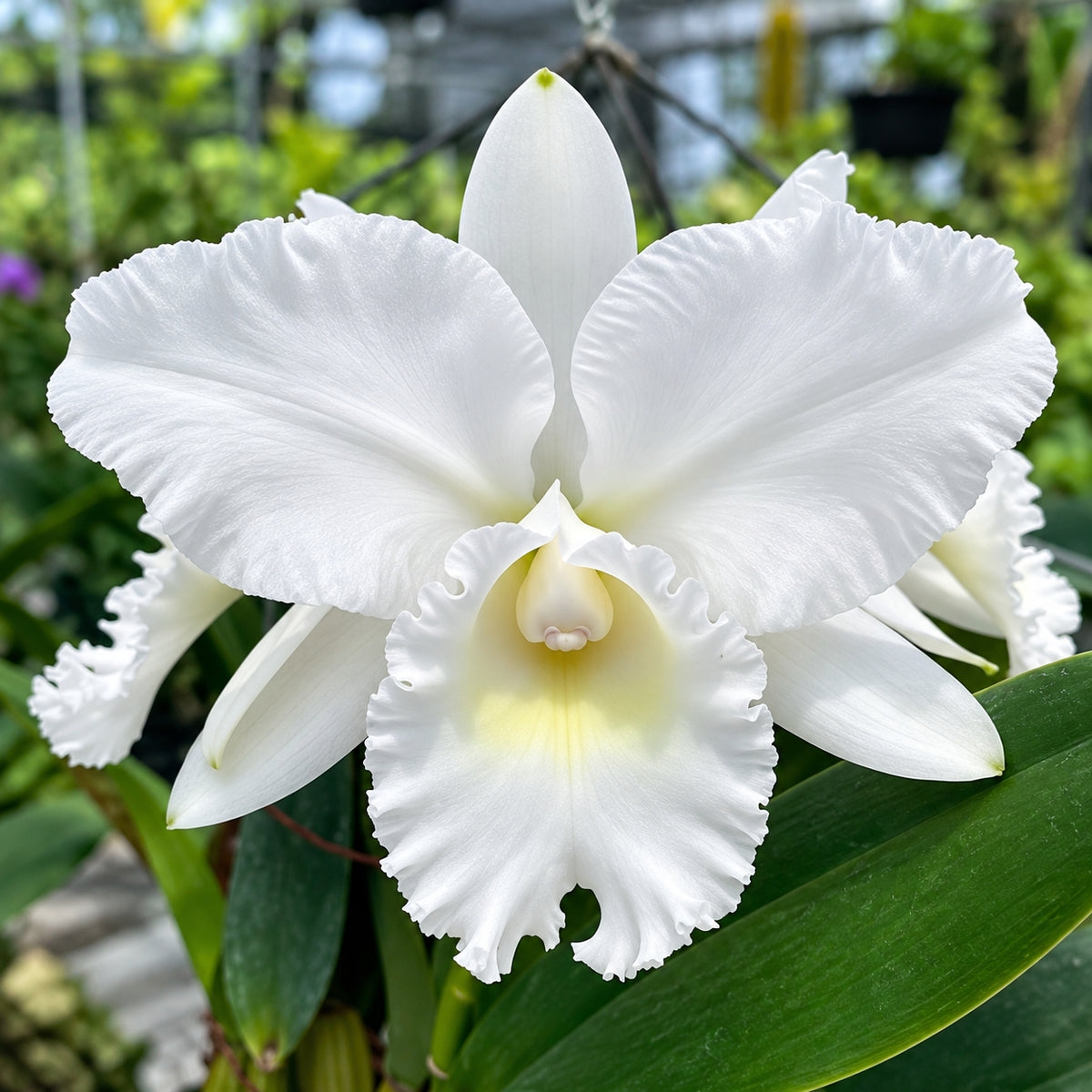 Cattleya Snow White Orchid Plant – Mature Plant with Terracotta Pot
