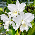 Cattleya Snow White Orchid Plant – Mature Plant with Terracotta Pot