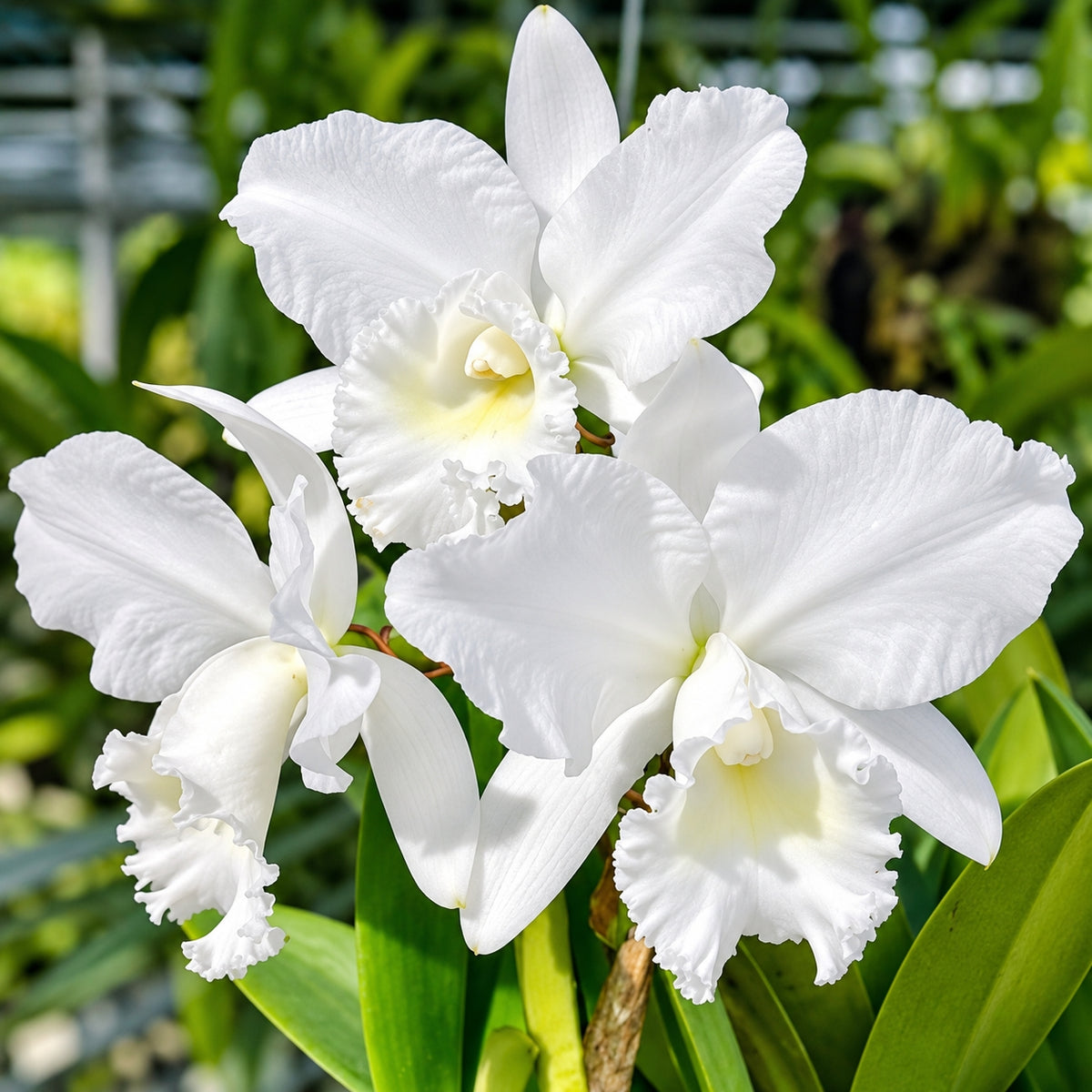 Cattleya Snow White Orchid Plant – Mature Plant with Terracotta Pot
