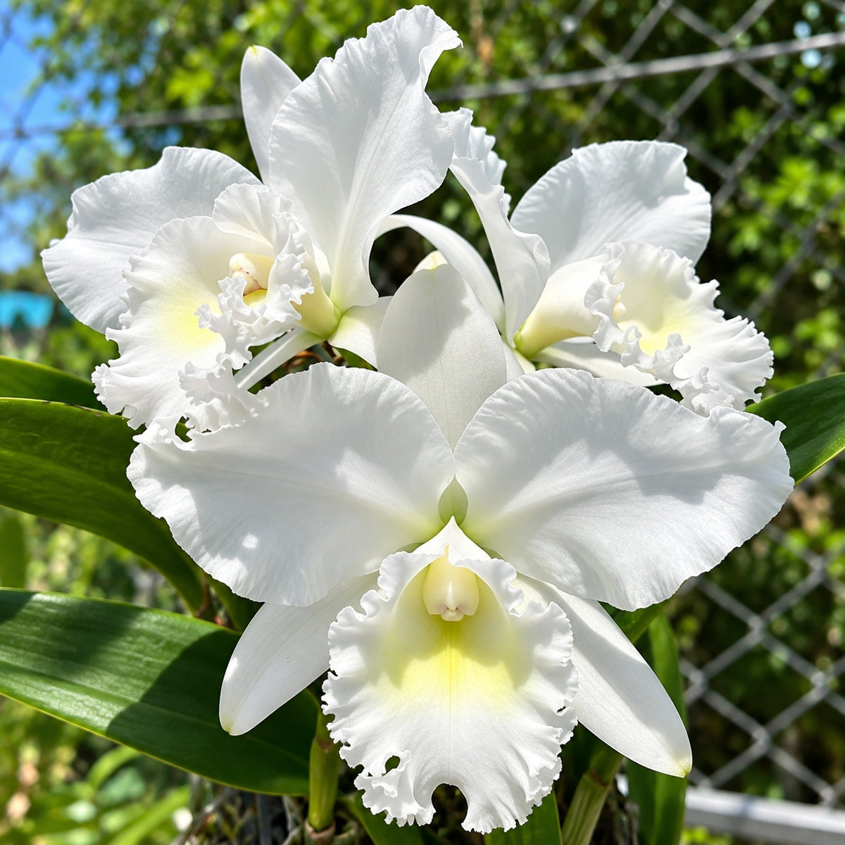 Cattleya Snow White Orchid Plant – Mature Plant with Terracotta Pot