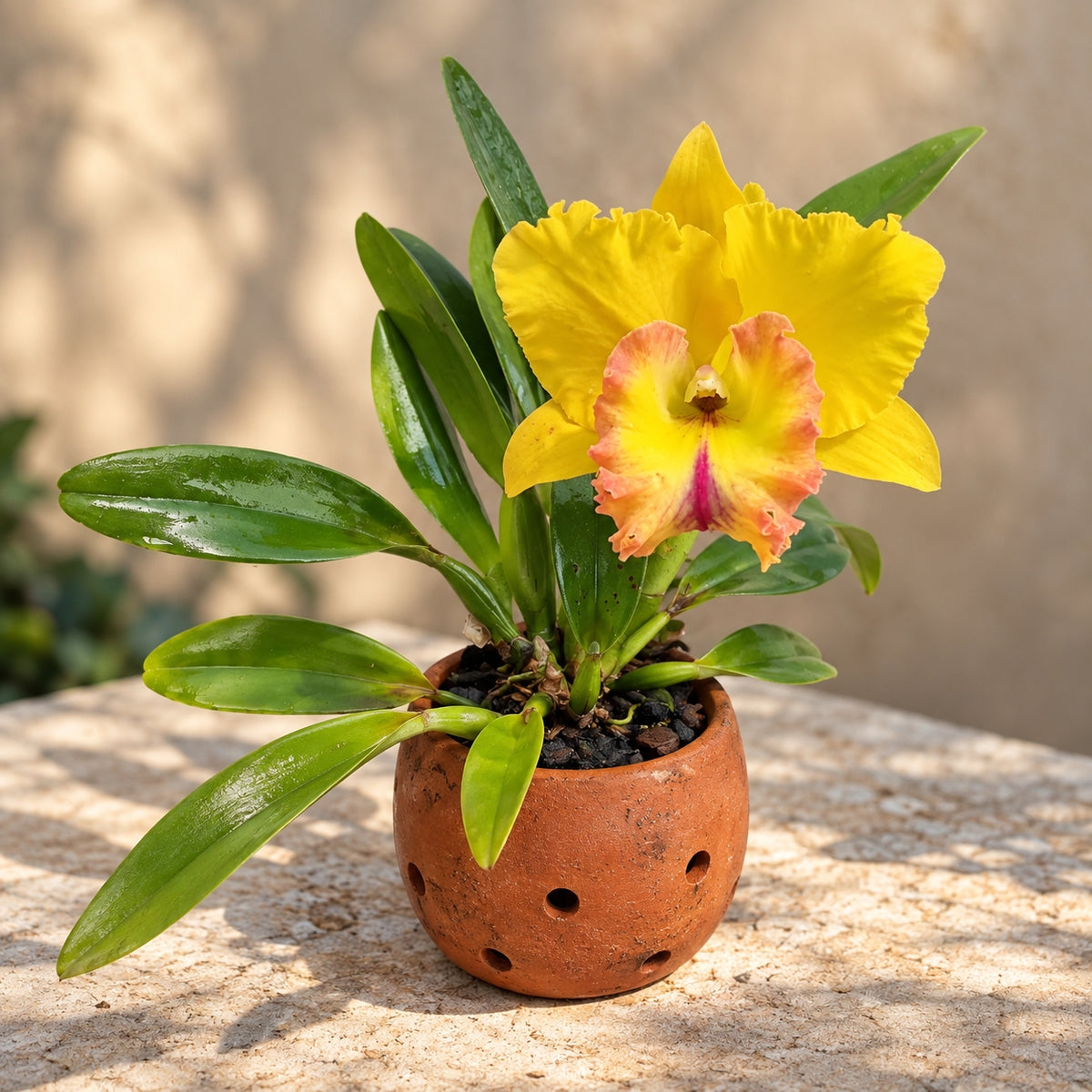 Cattleya Rlc. Chao Praya Gold Orchid – Mature Plant with Terracotta Pot