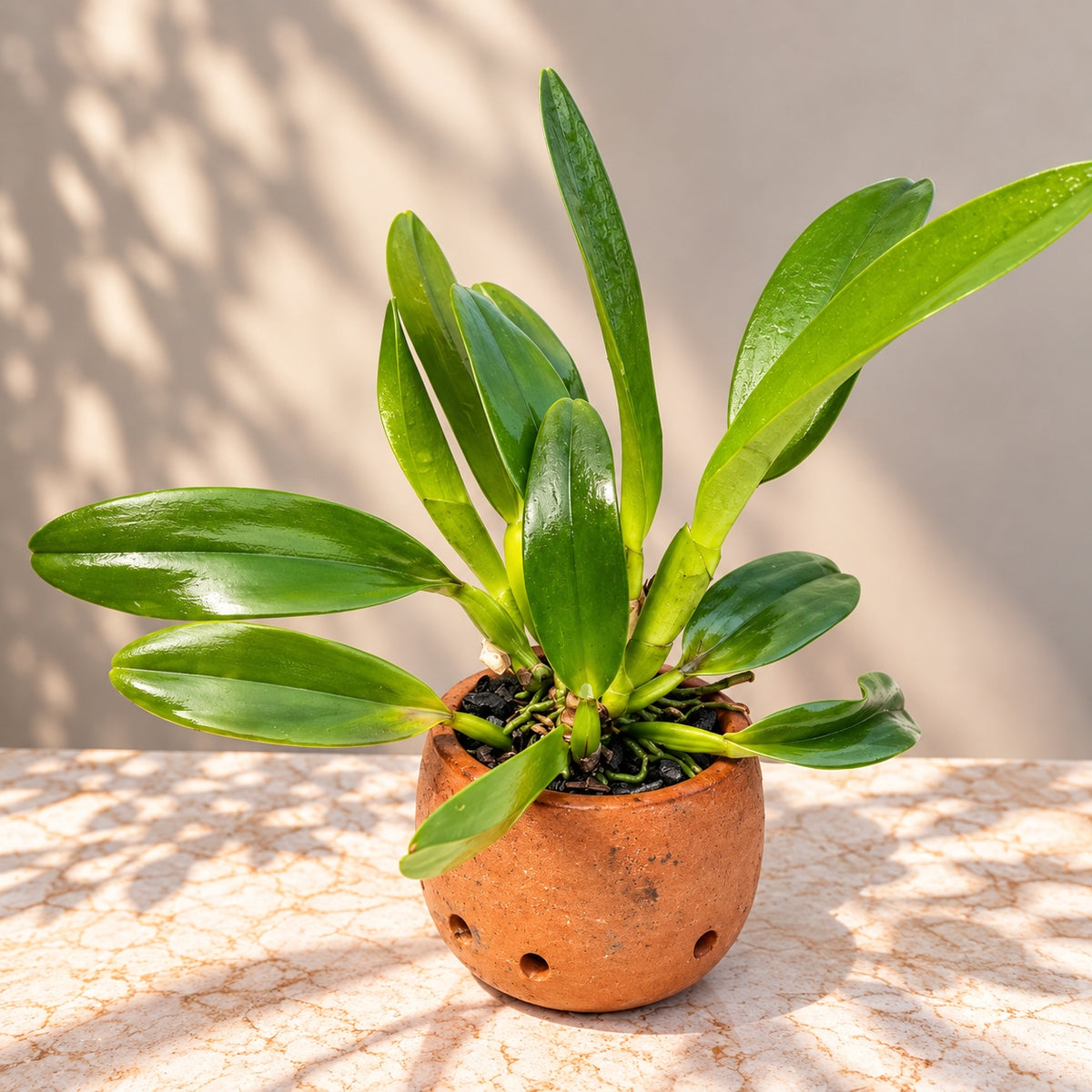 Cattleya Rlc. Chao Praya Gold Orchid – Mature Plant with Terracotta Pot