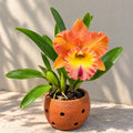 Rhyncholaeliocattleya Memoria Buranapan Nikom ‘Fine Orange’ Orchid Plant – Mature Plant with Terracotta Pot