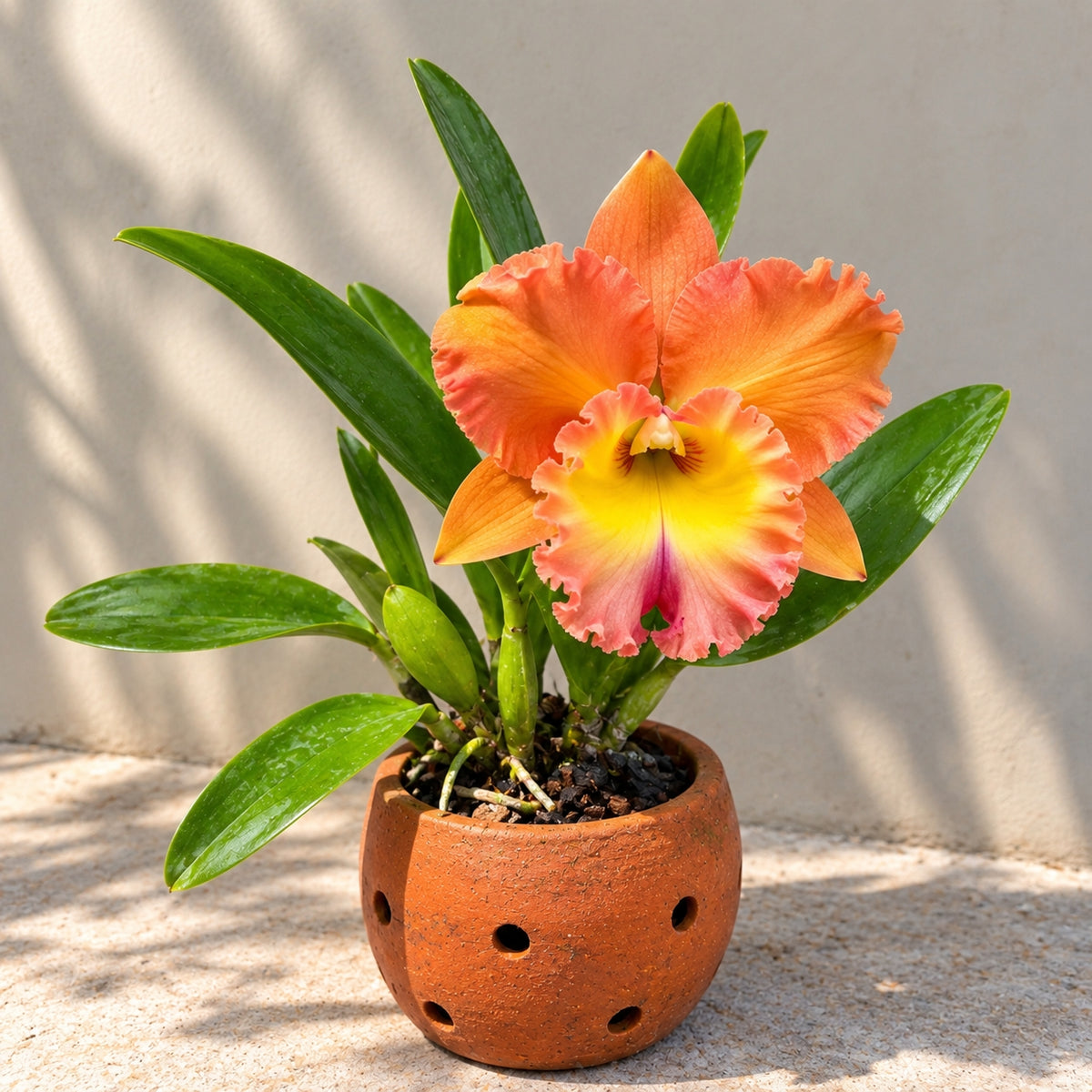 Rhyncholaeliocattleya Memoria Buranapan Nikom ‘Fine Orange’ Orchid Plant – Mature Plant with Terracotta Pot