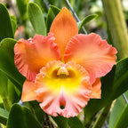 Rhyncholaeliocattleya Memoria Buranapan Nikom ‘Fine Orange’ Orchid Plant – Mature Plant with Terracotta Pot