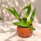 Rhyncholaeliocattleya Memoria Buranapan Nikom ‘Fine Orange’ Orchid Plant – Mature Plant with Terracotta Pot