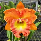 Rhyncholaeliocattleya Memoria Buranapan Nikom ‘Fine Orange’ Orchid Plant – Mature Plant with Terracotta Pot
