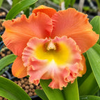 Rhyncholaeliocattleya Memoria Buranapan Nikom ‘Fine Orange’ Orchid Plant – Mature Plant with Terracotta Pot