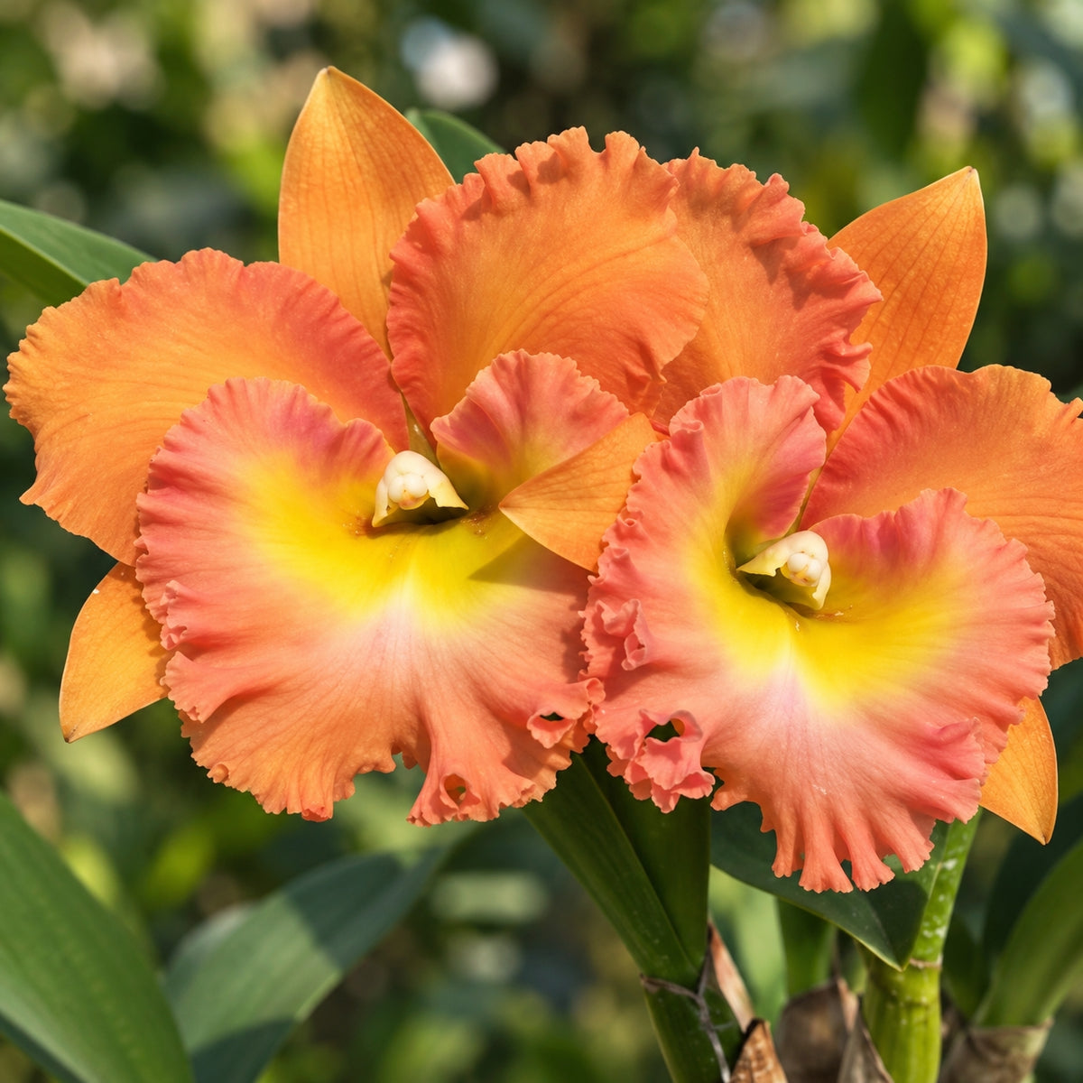 Rhyncholaeliocattleya Memoria Buranapan Nikom ‘Fine Orange’ Orchid Plant – Mature Plant with Terracotta Pot