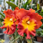 Catteliya Star Of Siam Medium Orchid Plant -With Terracota Pot