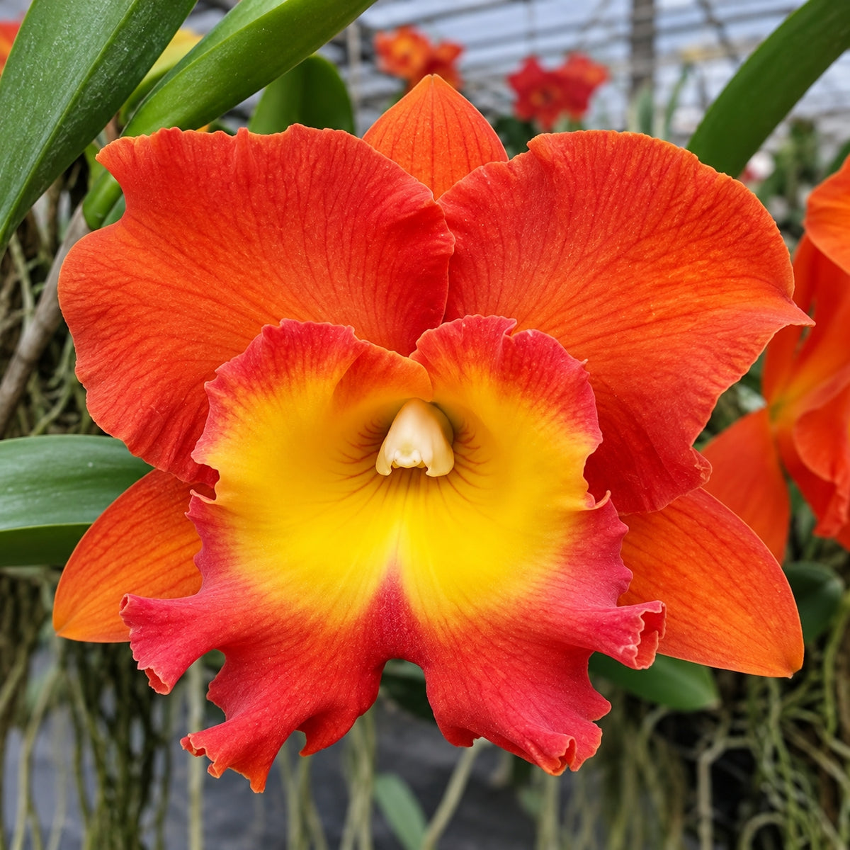 Catteliya Star Of Siam Medium Orchid Plant -With Terracota Pot