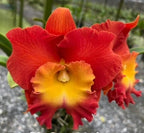 Catteliya Star Of Siam Medium Orchid Plant -With Terracota Pot