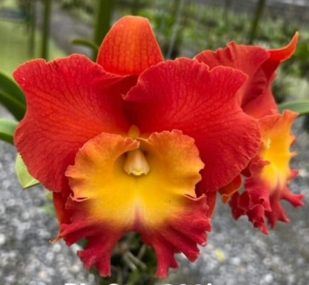 Catteliya Star Of Siam Medium Orchid Plant -With Terracota Pot