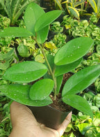 Hoya Carnosa Indoor Hanging Plant