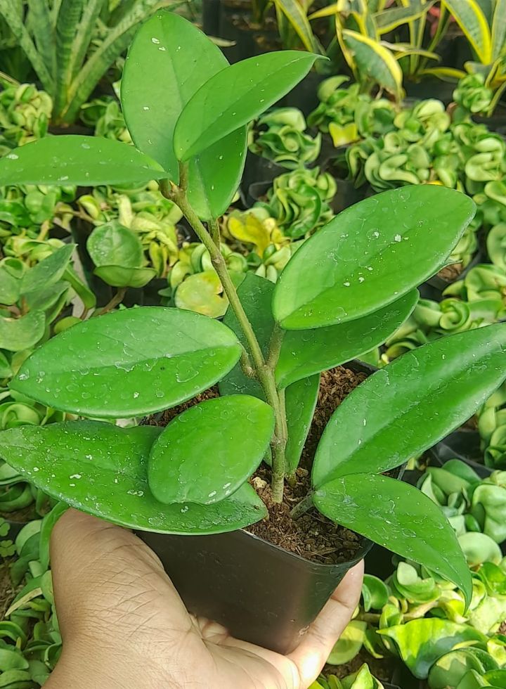 Hoya Carnosa Indoor Hanging Plant