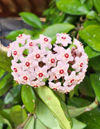 Hoya Carnosa Indoor Hanging Plant