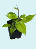 Hoya Carnosa Indoor Hanging Plant