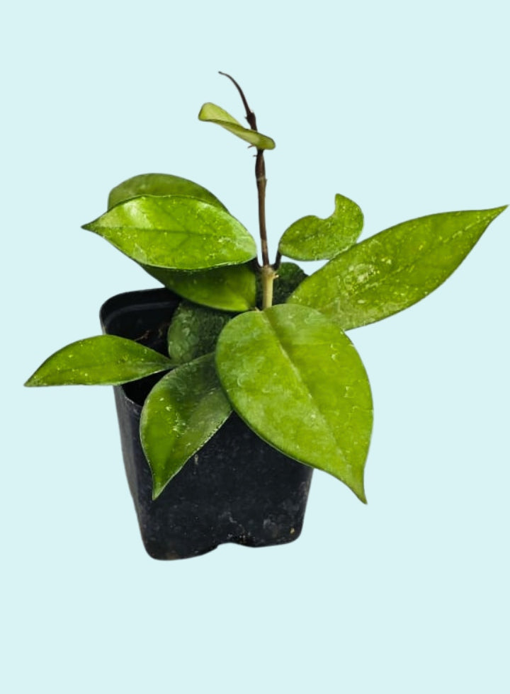 Hoya Carnosa Indoor Hanging Plant