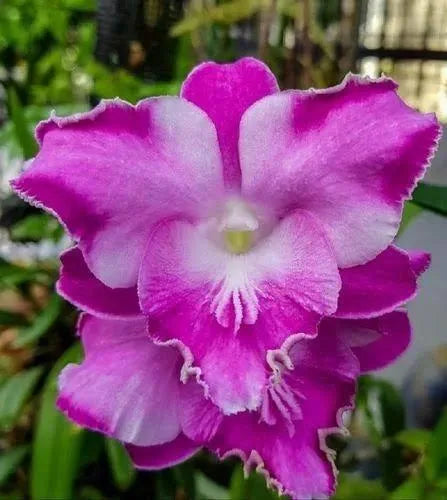 Dendrobiom King Dragon Hybrid Orchid Plant