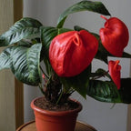 Anthurium Scherzerianum. Red Plant