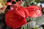 Anthurium Scherzerianum. Red Plant