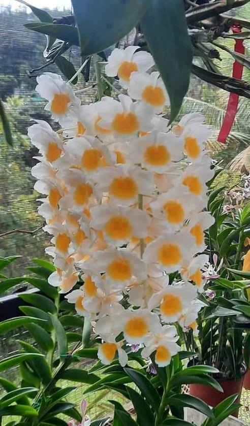 Dendrobium Farmeri Orchid Plant