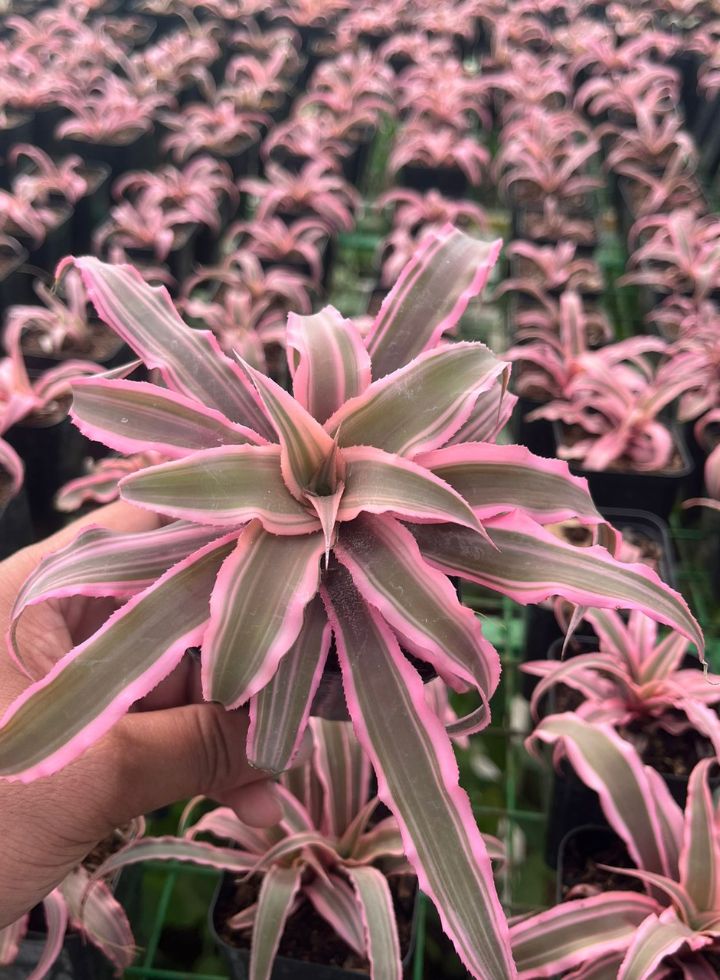Cryptanthus Indoor Plant 4 Colours Combo