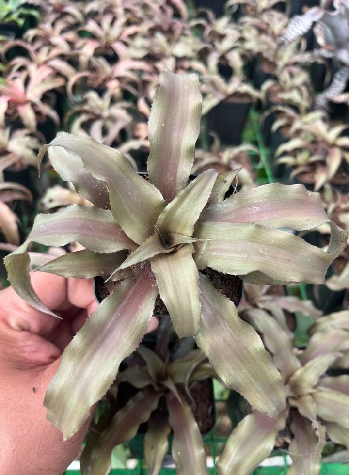 Cryptanthus Indoor Plant 4 Colours Combo