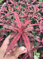 Cryptanthus Indoor Plant 4 Colours Combo