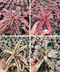Cryptanthus Indoor Plant 4 Colours Combo