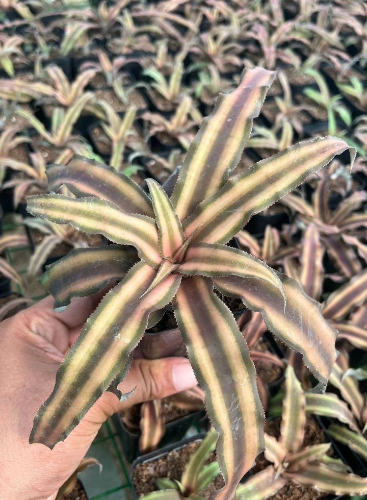 Cryptanthus Indoor Plant 4 Colours Combo