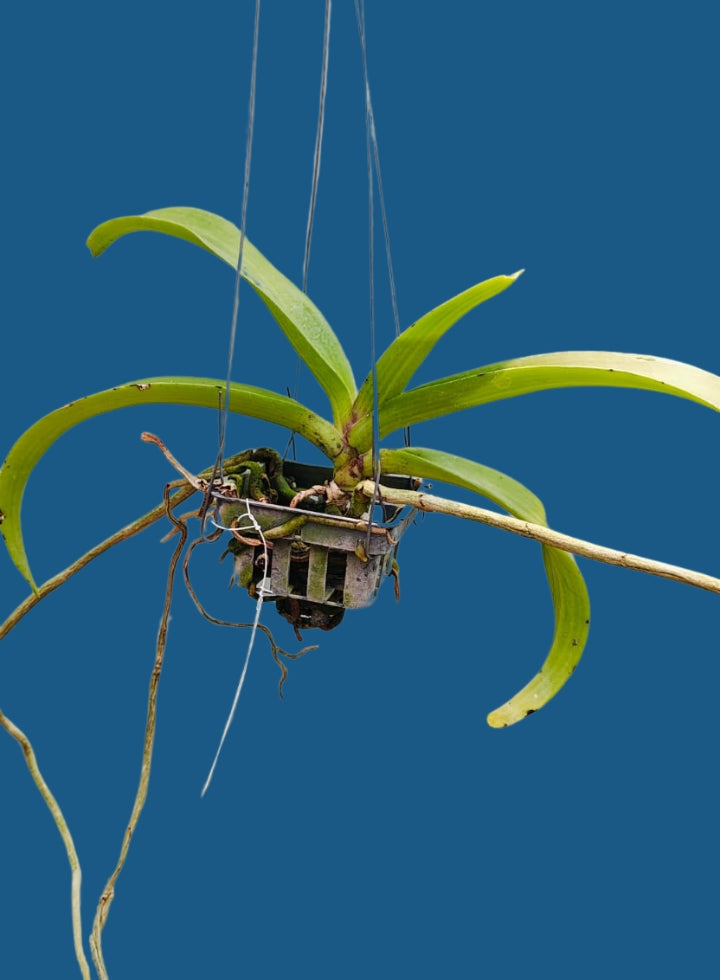 Rhynchostylis Gigantea Spot Cartoon Orchid Plant