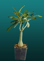 Adenium snow white