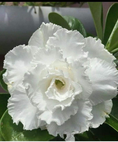 Adenium snow white