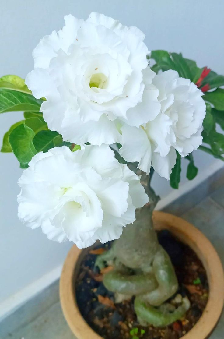 Adenium snow white