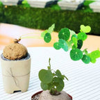 Stephania Rotunda .. Everything Green Plant