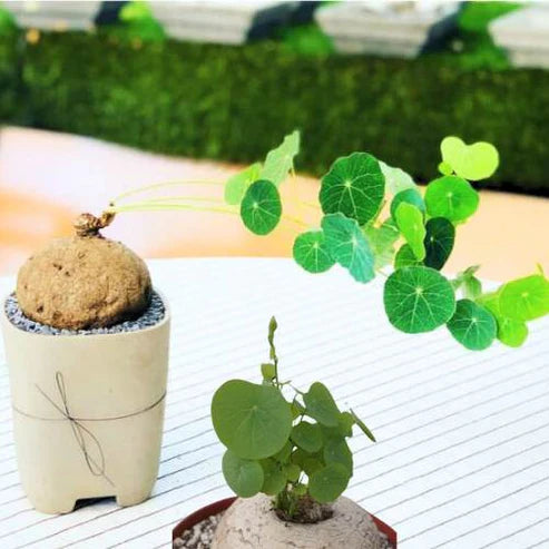 Stephania Rotunda .. Everything Green Plant