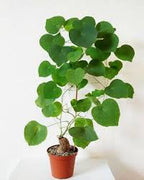 Stephania Rotunda .. Everything Green Plant