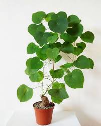 Stephania Rotunda .. Everything Green Plant