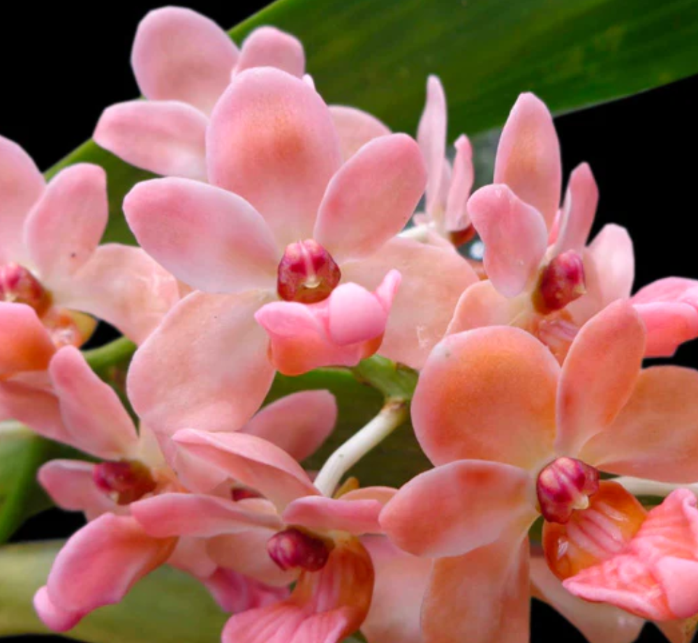 Rhynchostylis Gigantea Orange Orchid Plant