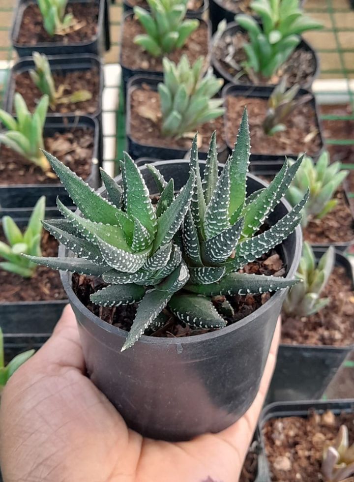 Haworthia Fasciata Indoor Plant