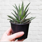 Haworthia Fasciata Indoor Plant