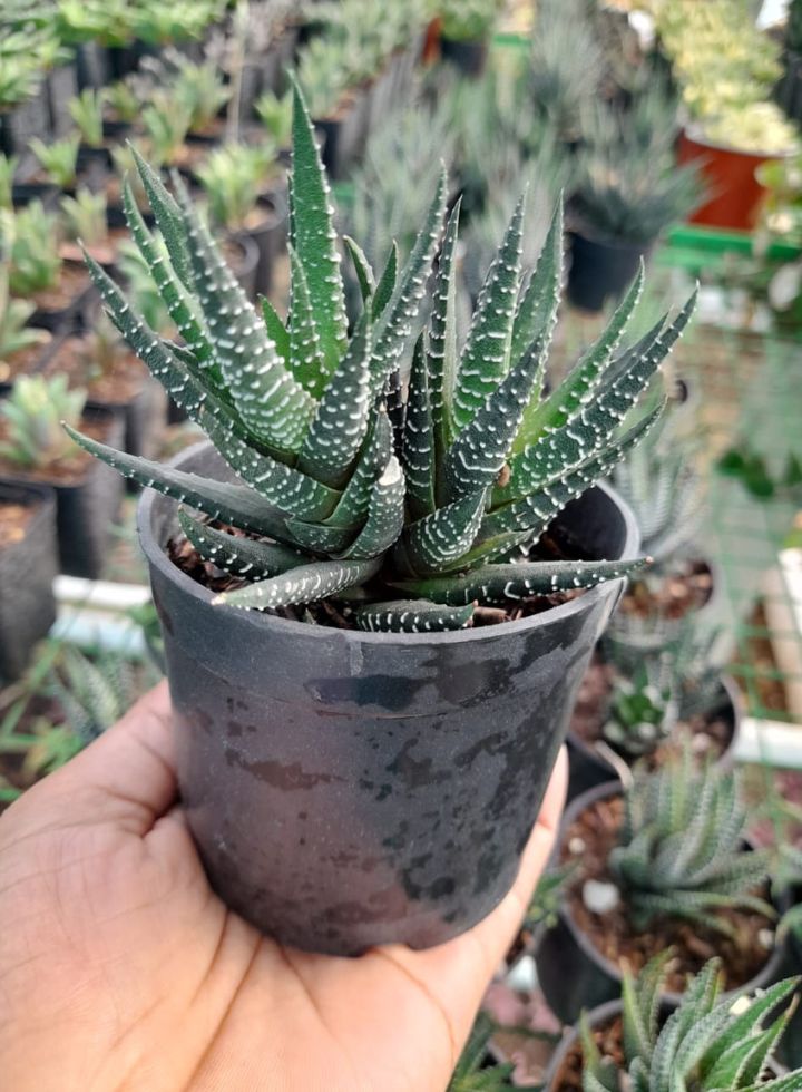 Haworthia Fasciata Indoor Plant