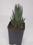 Haworthia Fasciata Indoor Plant