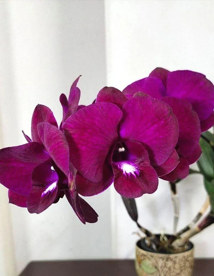 Dendrobiom Red Butterfly Hybrid Orchid Plant