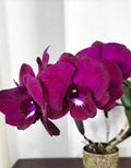 Dendrobiom Red Butterfly Hybrid Orchid Plant