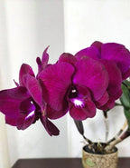 Dendrobiom Red Butterfly Hybrid Orchid Plant