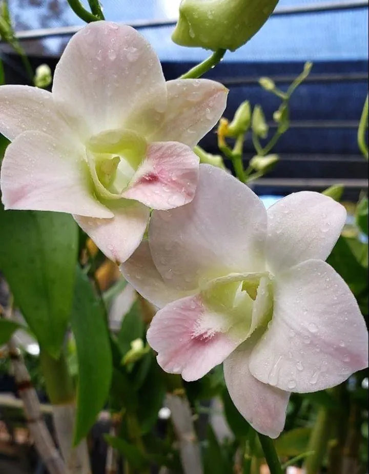Dendorobium Visa Peach  Hybrid Orchid Plant