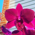 Dendrobiom Panama Red Hybrid Orchid Plant