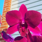 Dendrobiom Panama Red Hybrid Orchid Plant